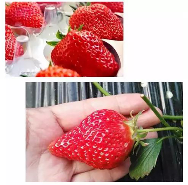 免洗草莓